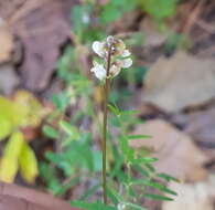 Imagem de Vicia pulchella Kunth