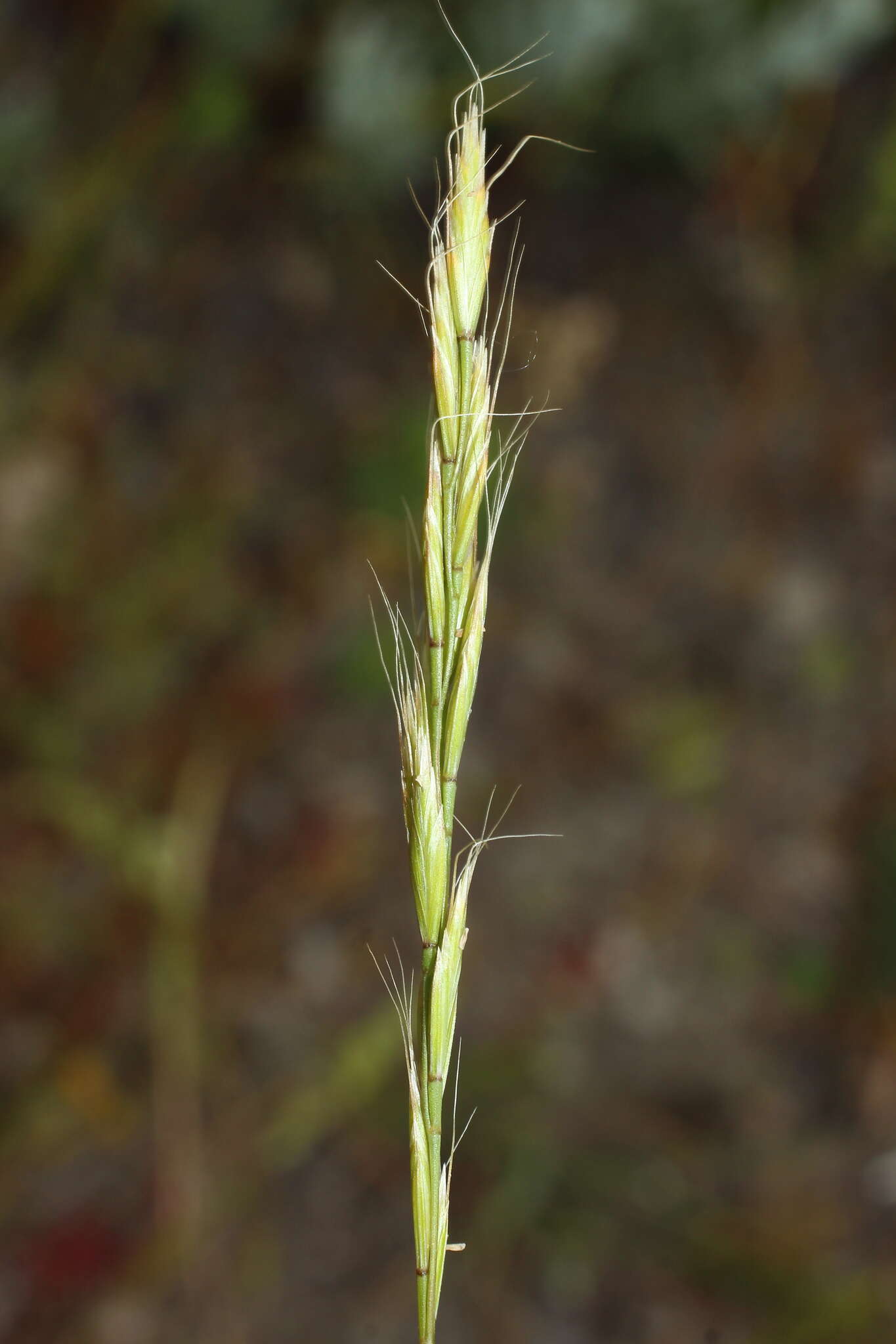 Image of Ventenata macra (Steven ex M. Bieb.) Balansa ex Boiss.