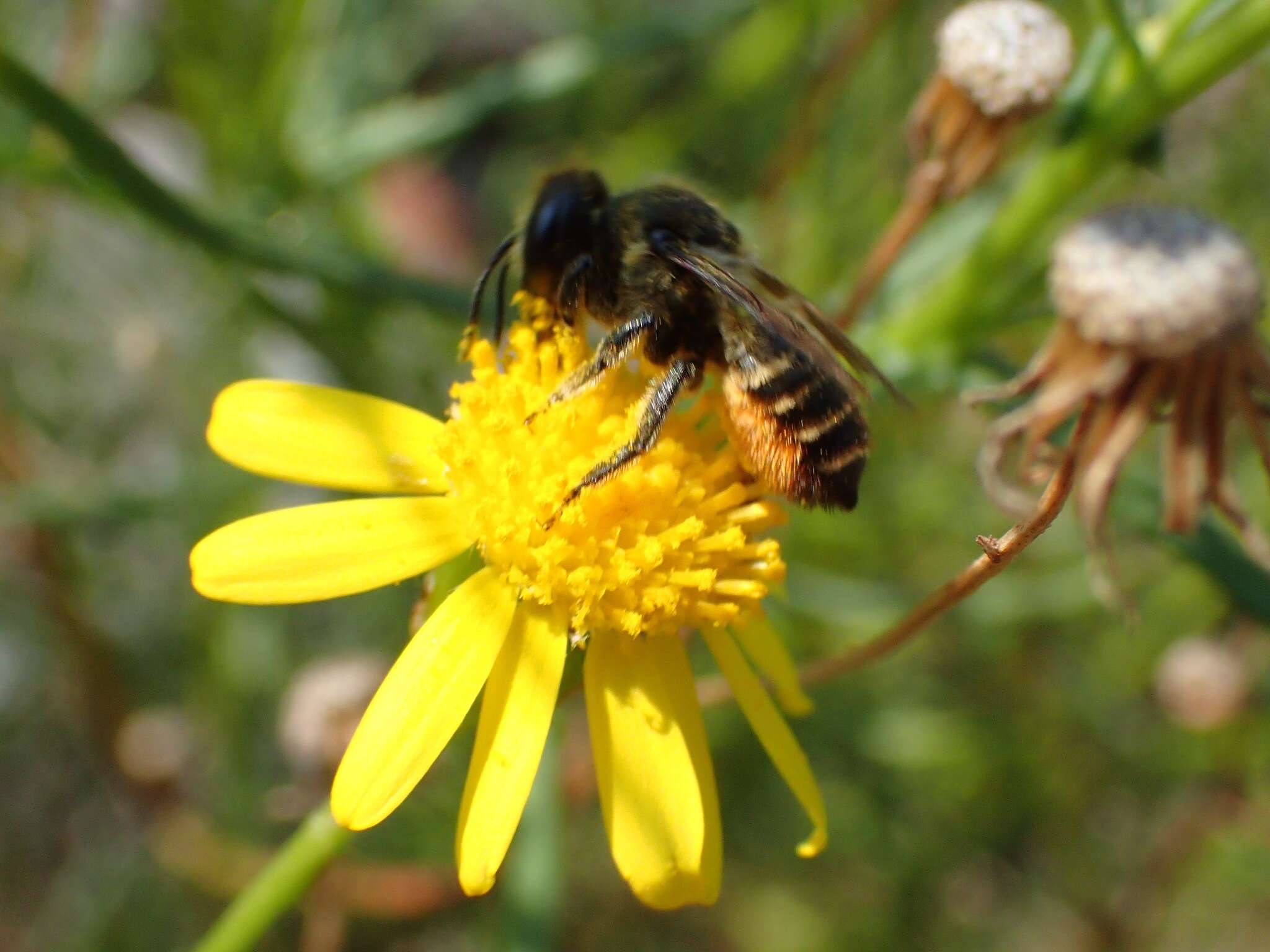 Image de Megachile versicolor Smith 1844