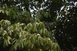 Image de Pterospermum reticulatum Wight & Arn.