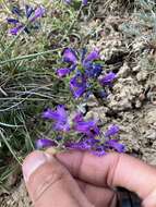 Image of Penstemon heterodoxus var. heterodoxus