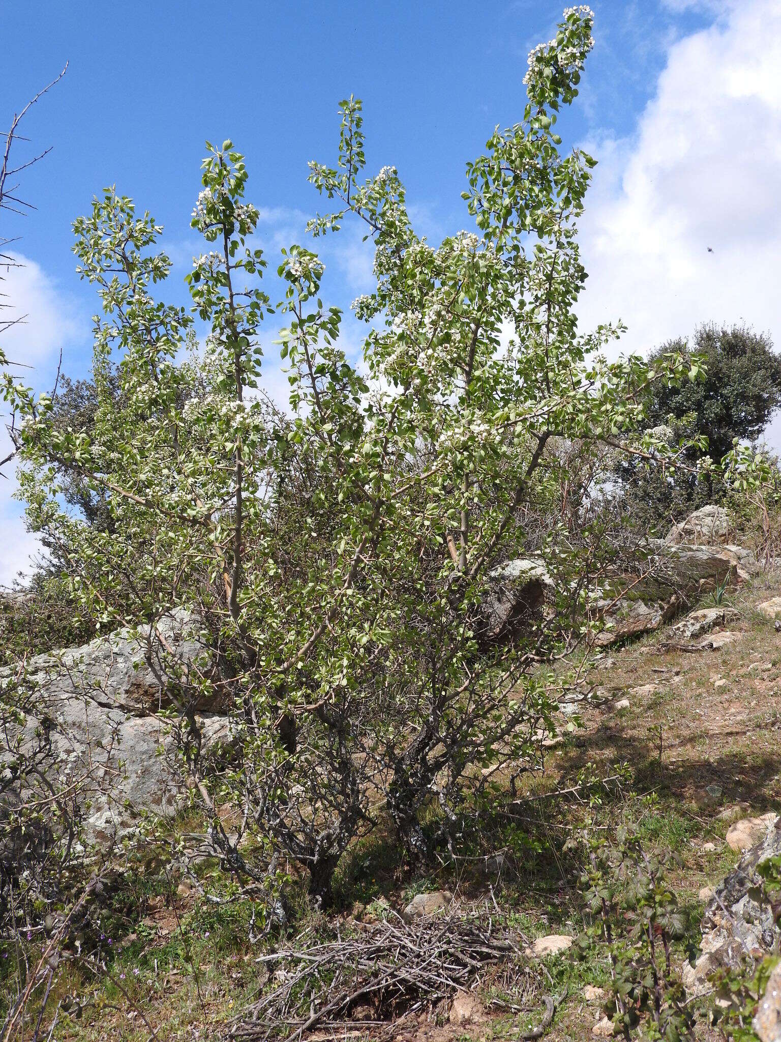 Plancia ëd Pyrus bourgaeana Decne