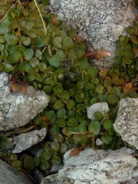 Image of Epilobium brunnescens subsp. brunnescens