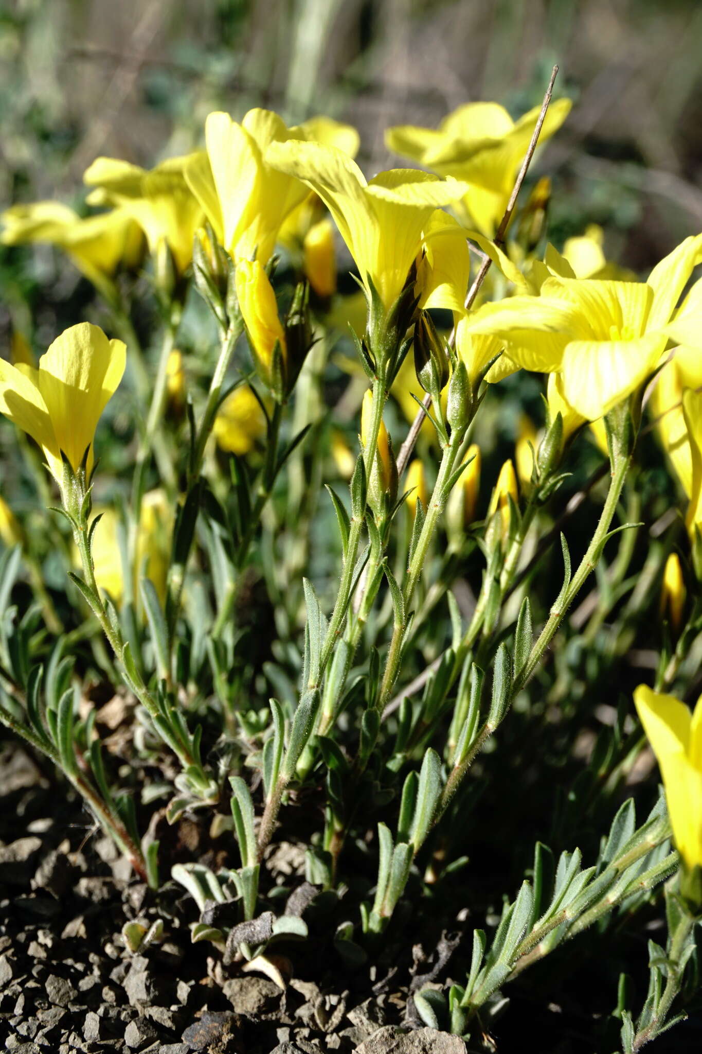 Linum pallasianum Schultes resmi