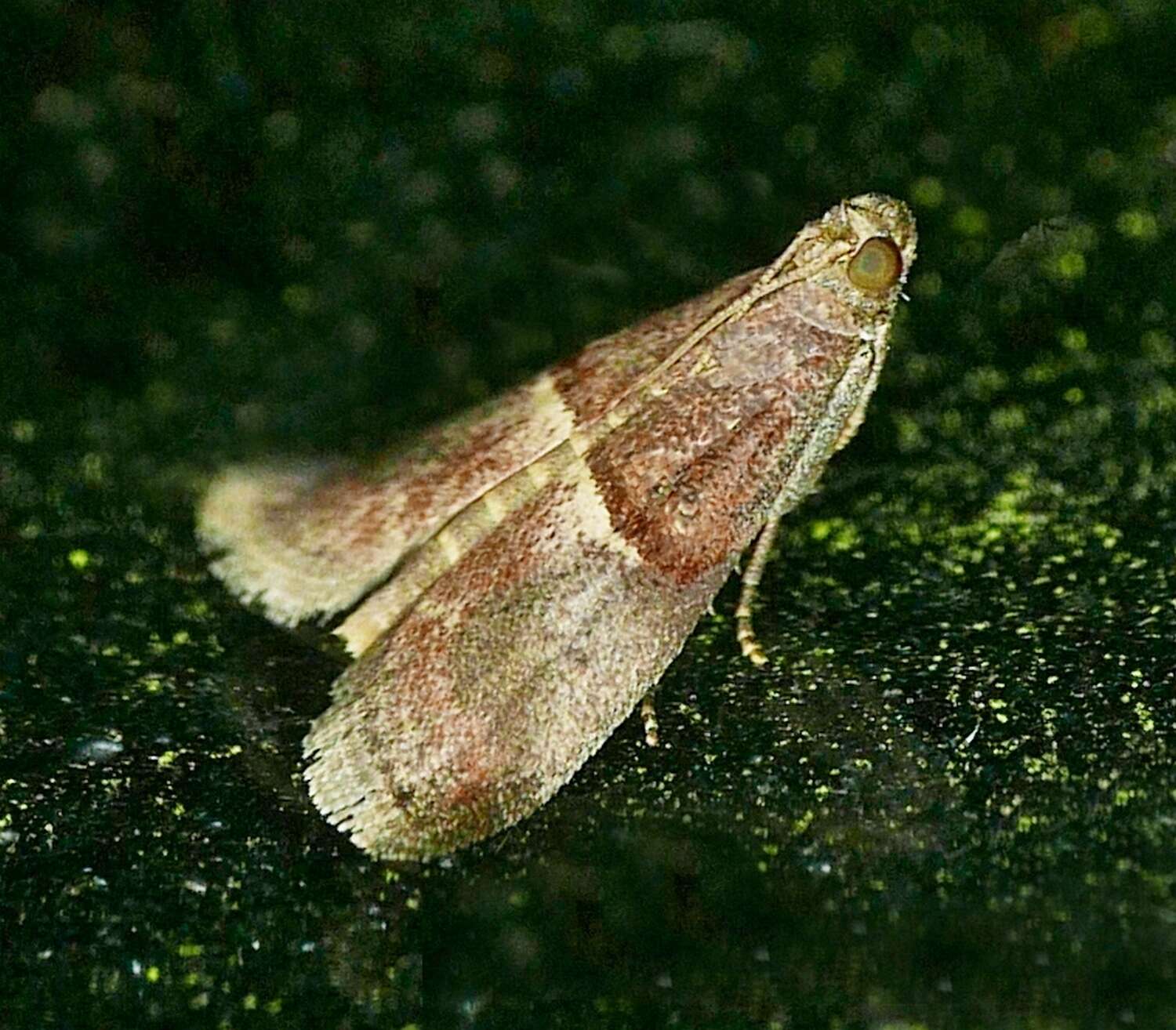 Acrobasis exsulella Zeller 1848 resmi