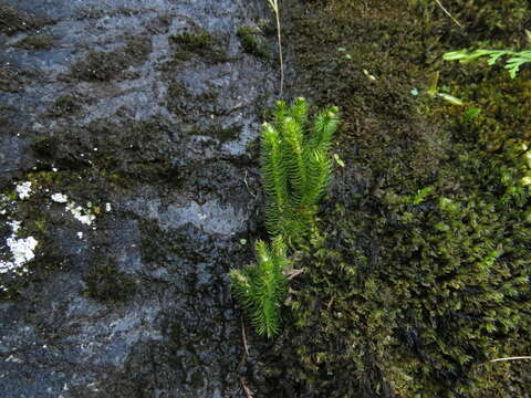 Image of Miyoshi's clubmoss