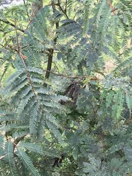 Image of Vachellia macracantha (Humb. & Bonpl. ex Willd.) Seigler & Ebinger