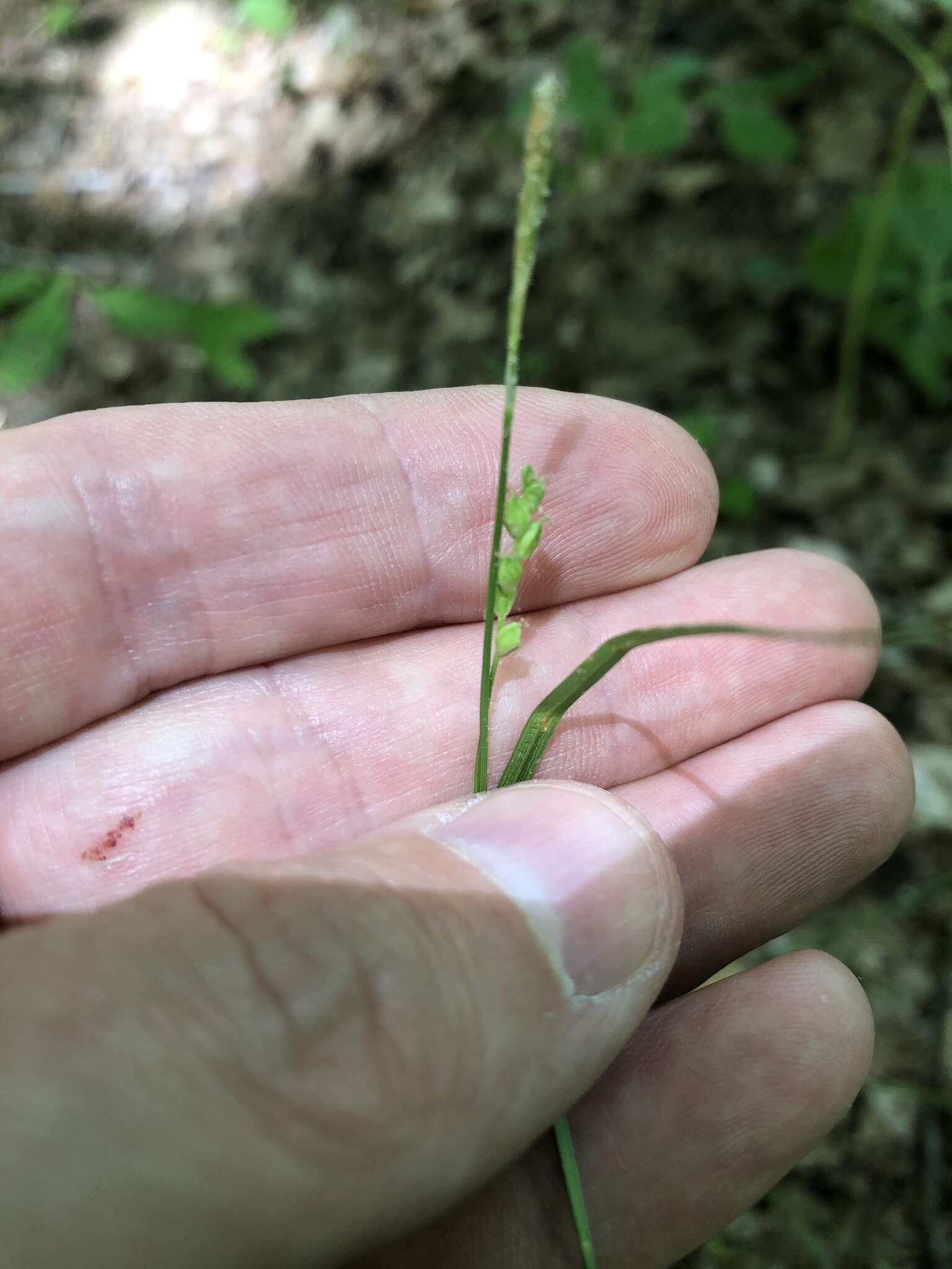 Image of slender woodland sedge