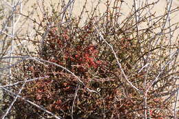 Image of mesquite mistletoe