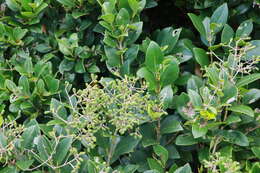 Image of Japanese privet