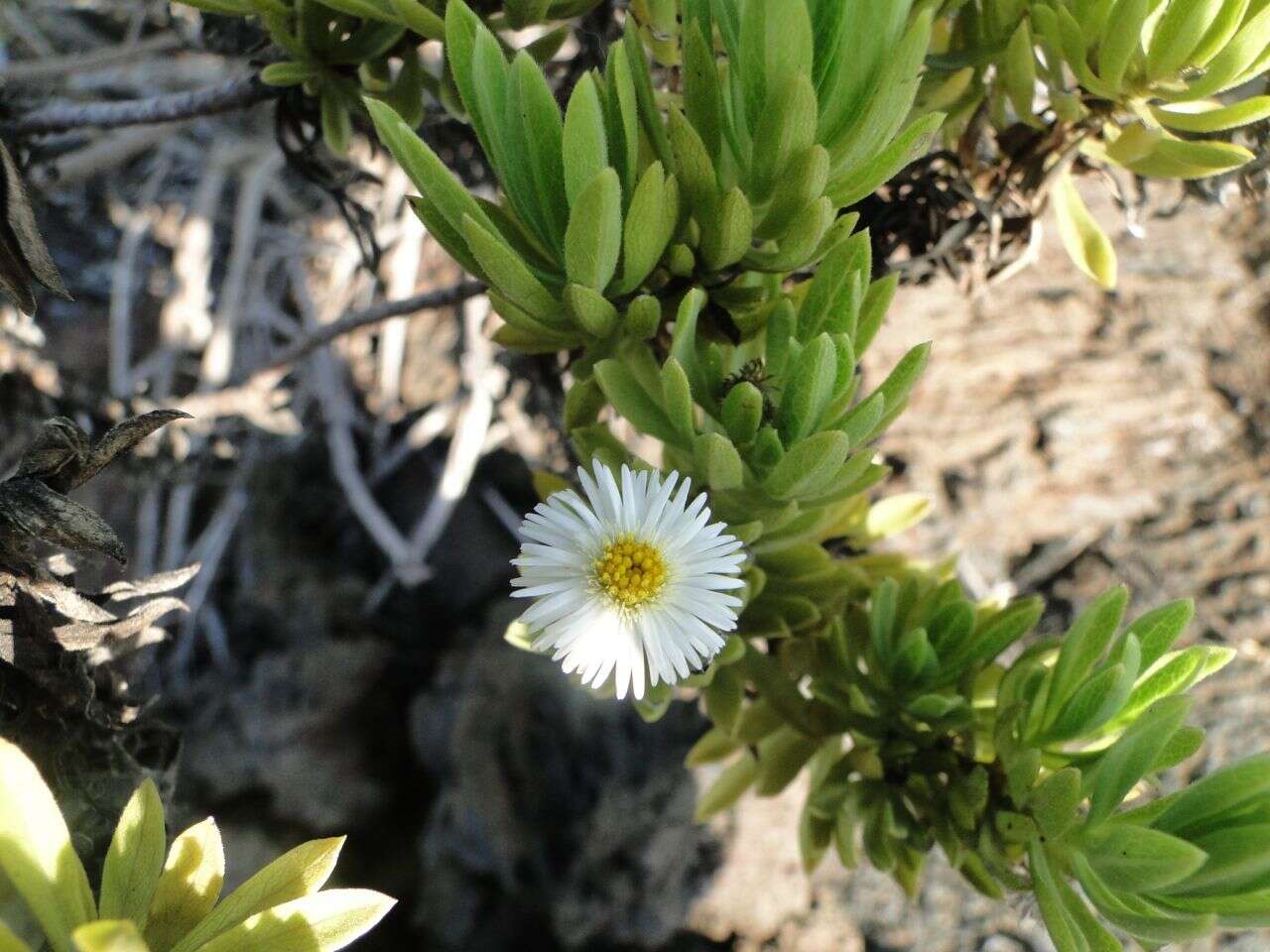 Image of Erigeron lancifolius Hook. fil.