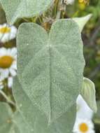 Image of Catesby's false bindweed