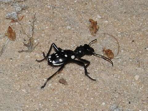 Plancia ëd Anthia (Termophilum) duodecimguttata Bonelli 1813