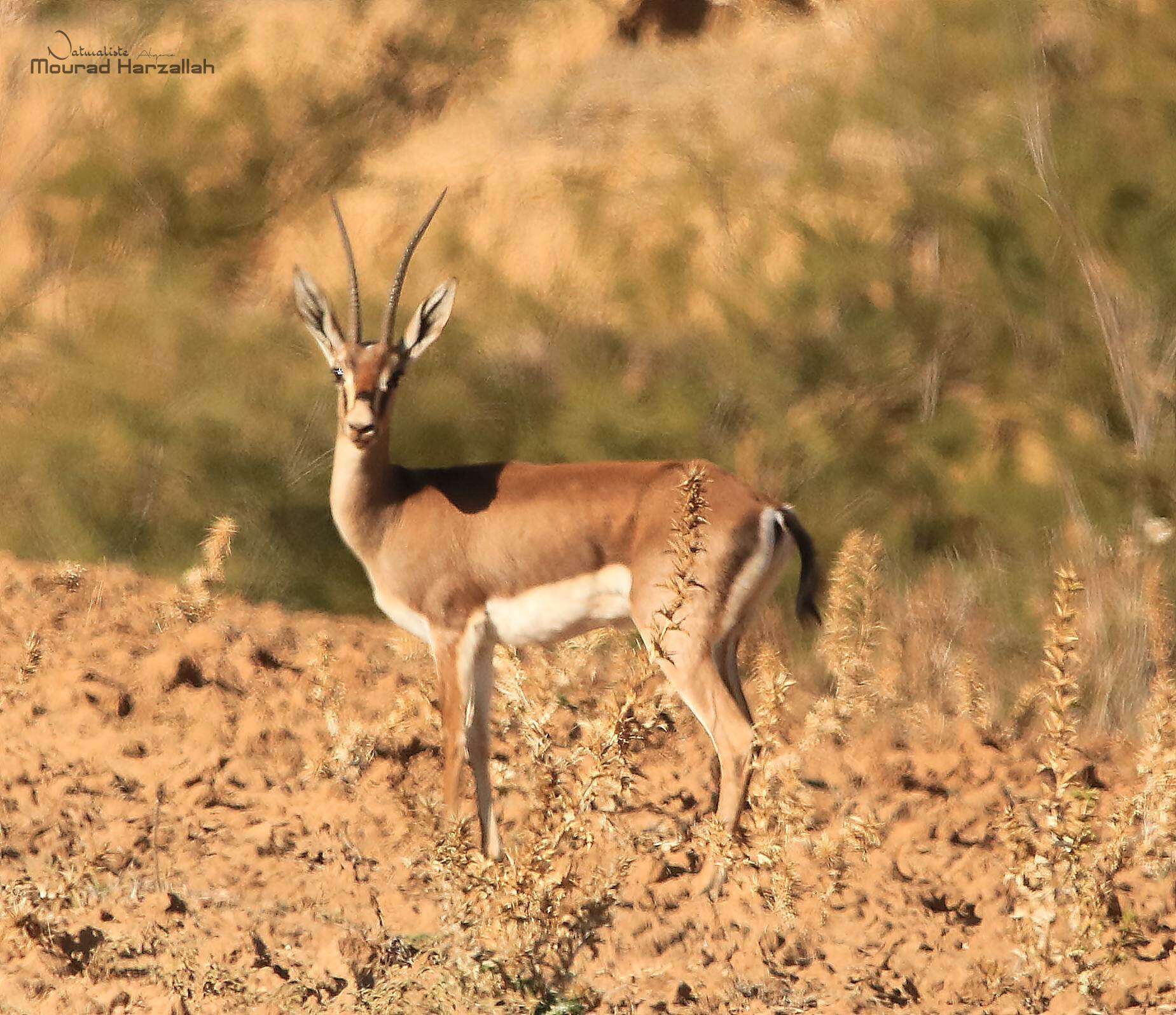 Image de Gazelle de Cuvier