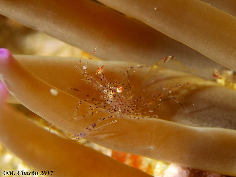 Image of crystal prawn