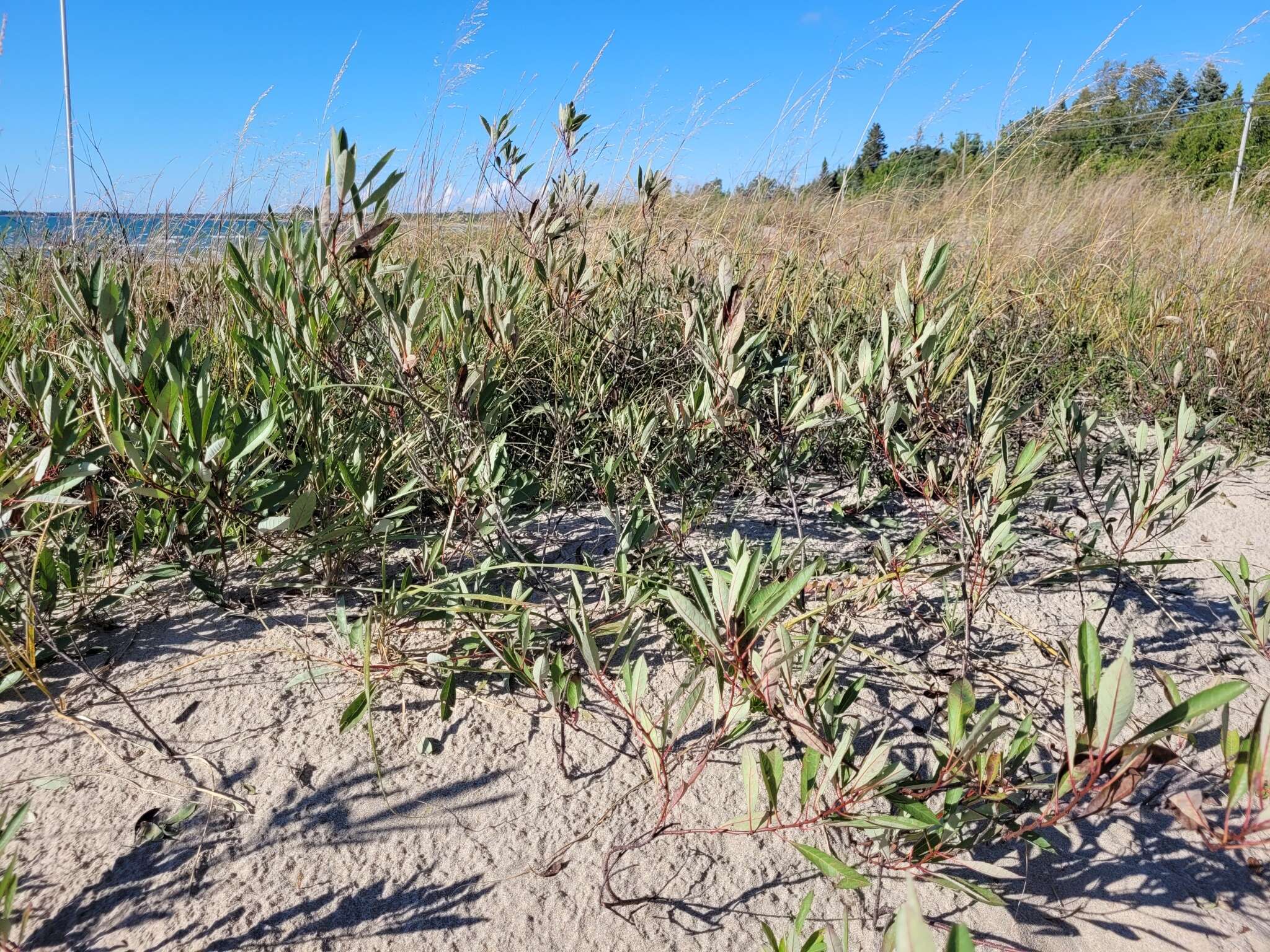 Image of Great Lakes sandcherry