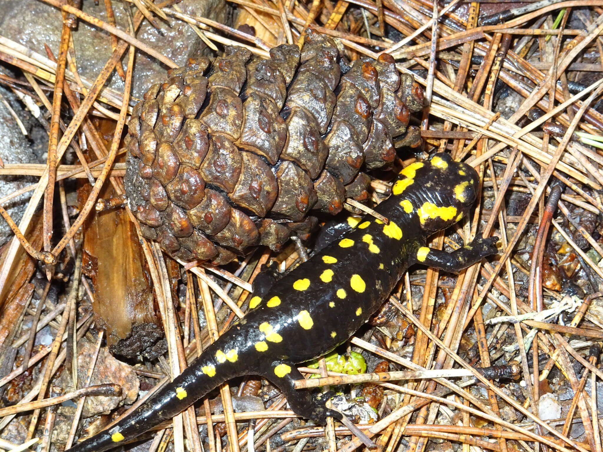 Image of Corsican Fire Salamander