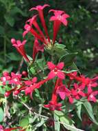 Plancia ëd Bouvardia multiflora (Cav.) Schult. & Schult. fil.