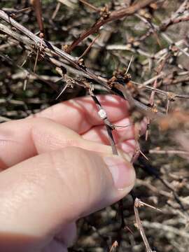 Image of Scale insect