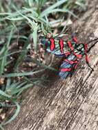 Image of Fire Grid Burnet