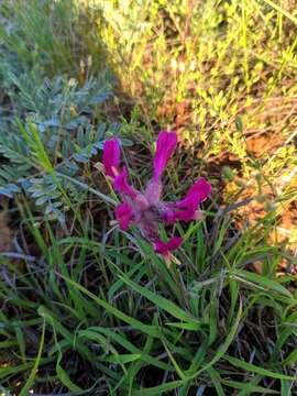 Image of Astragalus vesicarius L.