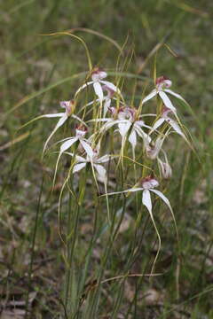 Image of Tangled white spider orchid