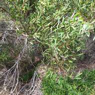 Image of Red-eyed Wattle