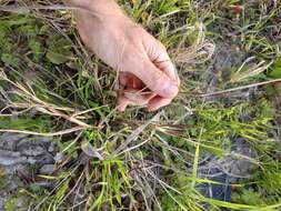 Image of Fringed Windmill Grass