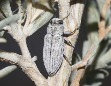 Image of Chrysobothris deserta Horn 1886