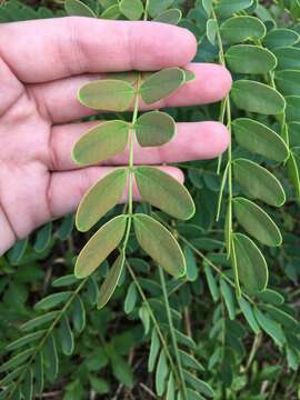 Albizia kalkora (Roxb.) Prain的圖片