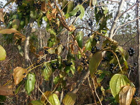 Image of Smilax riparia var. riparia