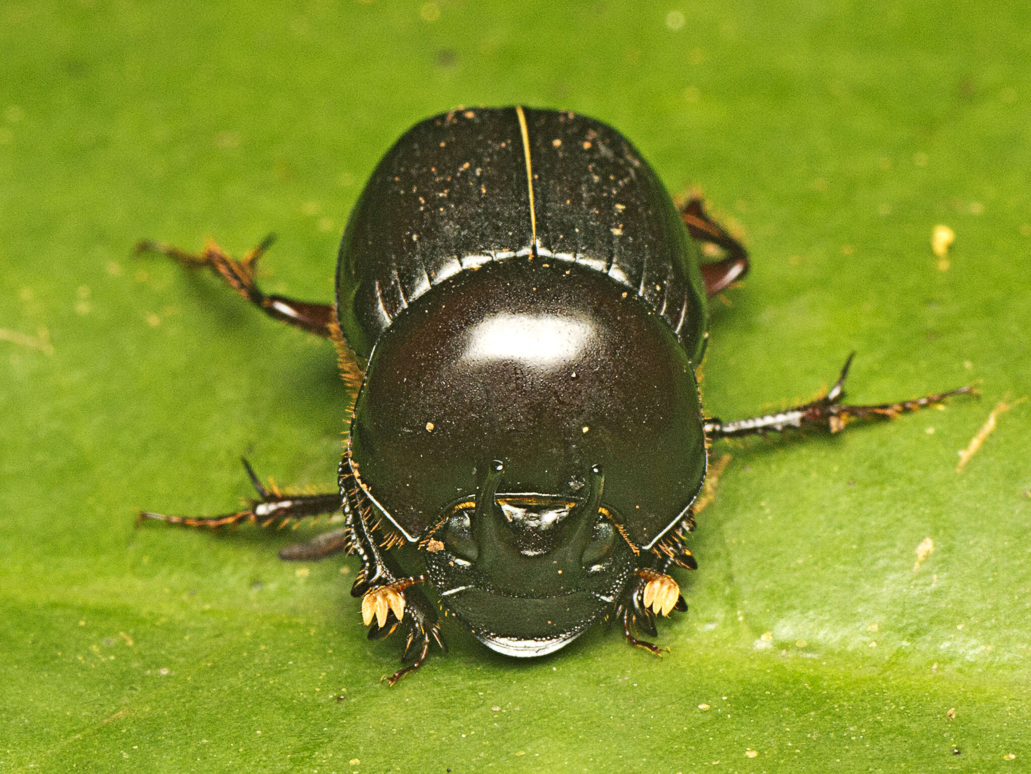 Image of Onthophagus neostenocerus Goidanich 1926