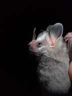 Image of Dwarf Fruit-eating Bat