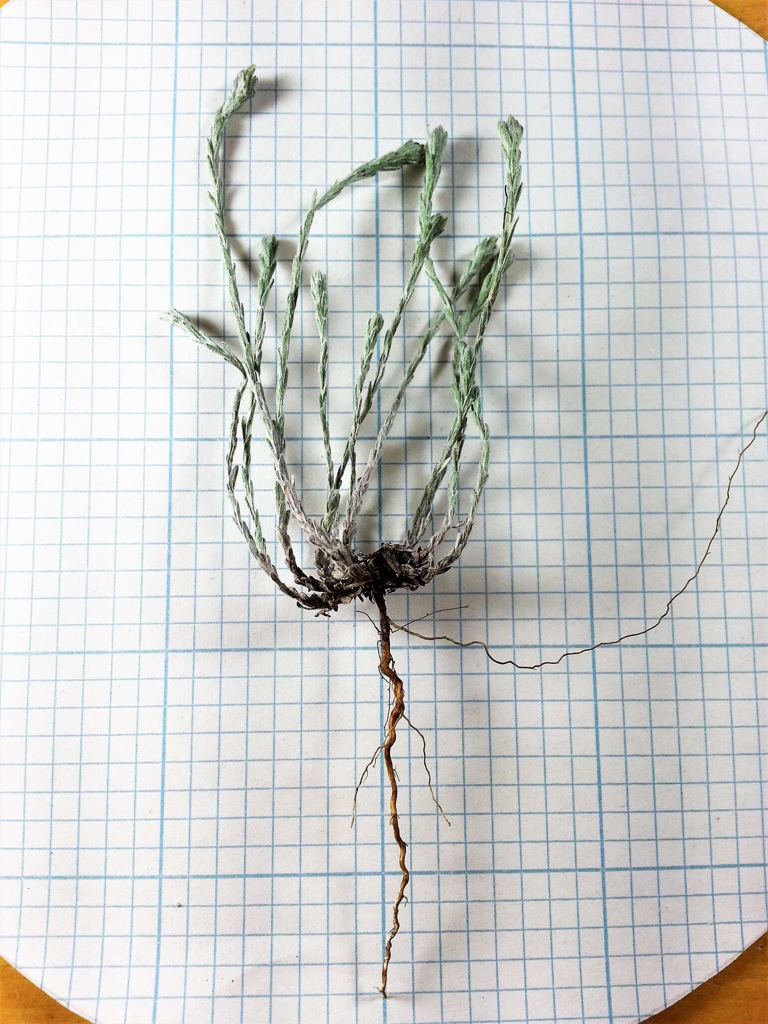 Image of slender cudweed