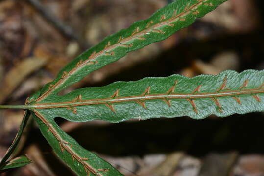 Image of Woodwardia harlandii Hook.