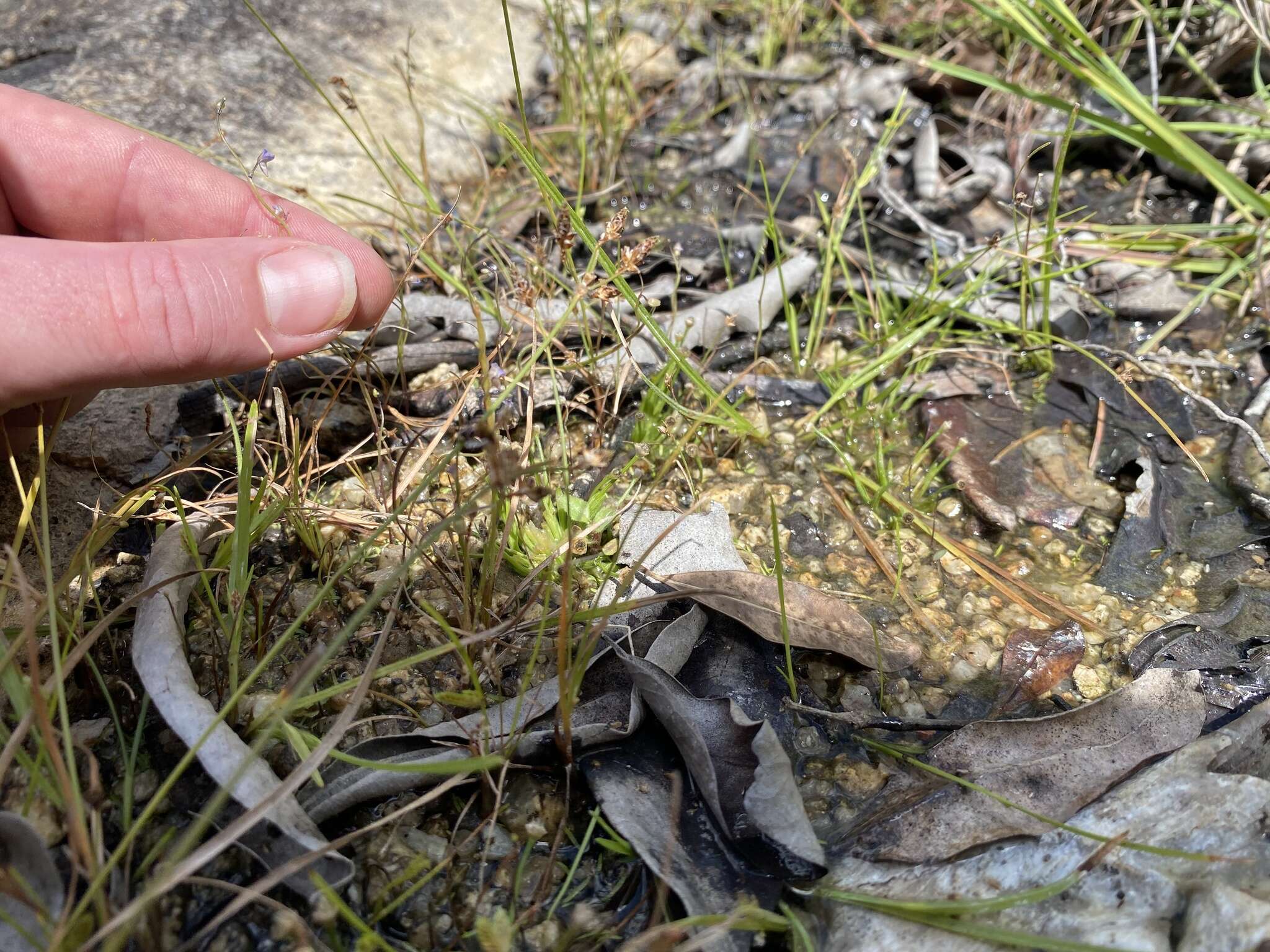 Utricularia foveolata Edgew.的圖片