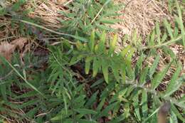 Image of woolly thistle