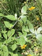 Image de Pycnanthemum loomisii Nutt.