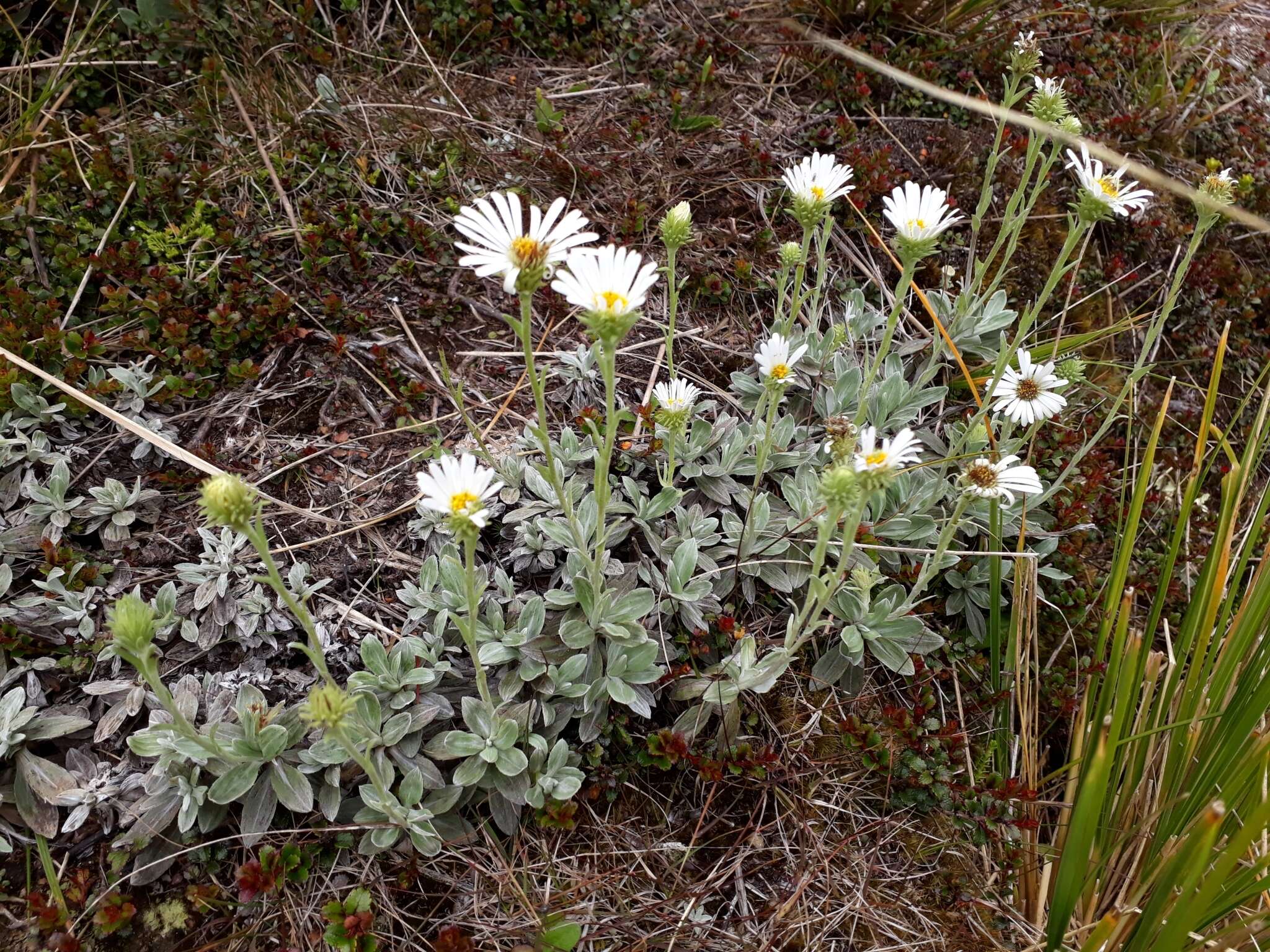 Image of white mountain daisy
