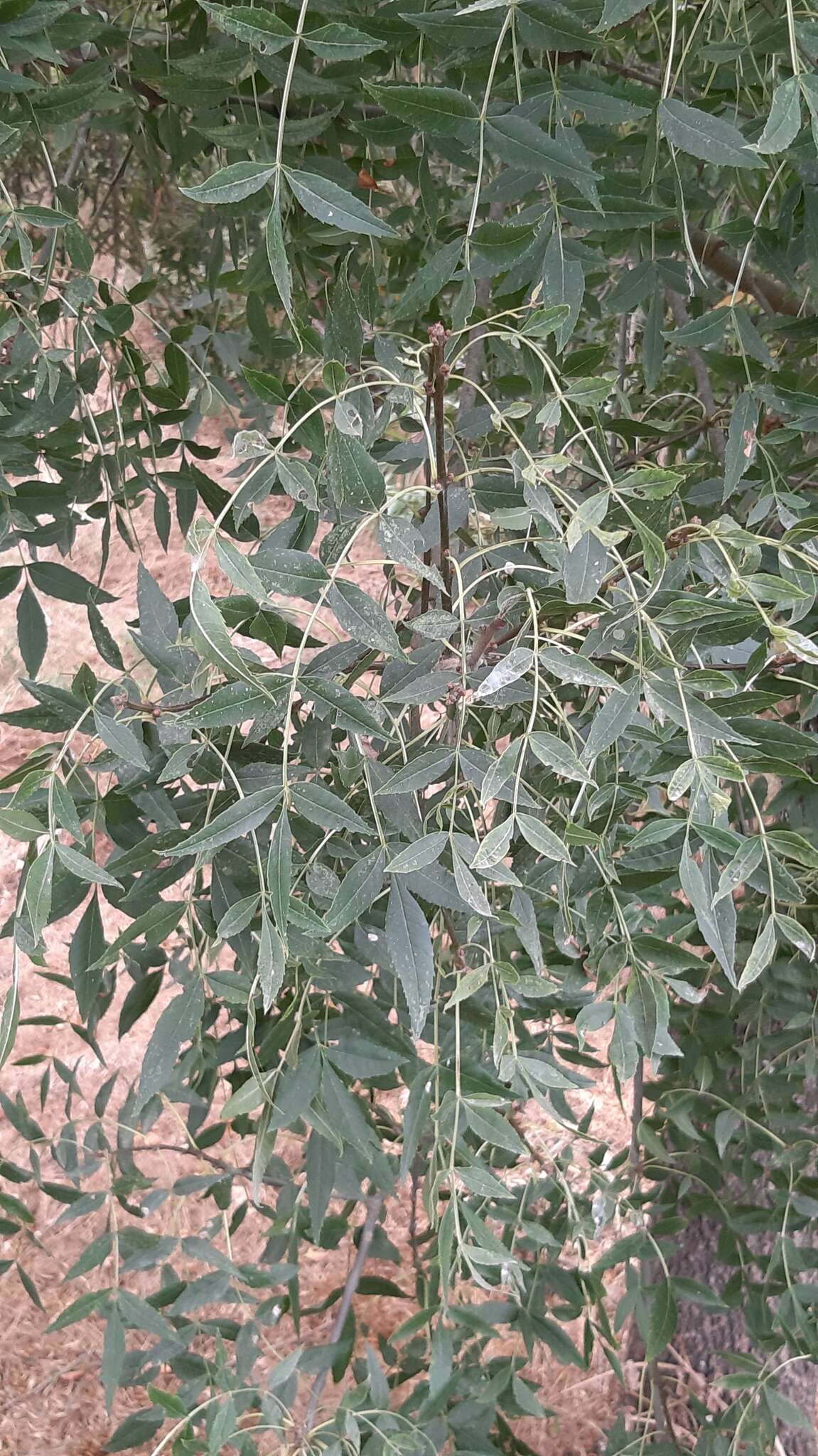 Image of Narrow-leafed Ash