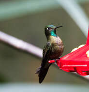 Image of Tyrian Metaltail