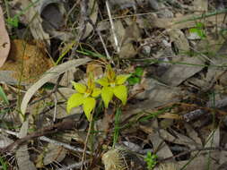 Image of Caladenia flava R. Br.