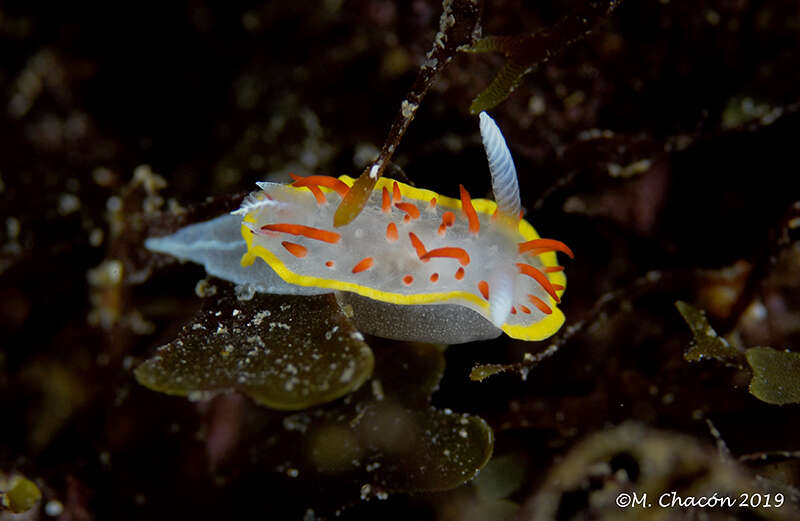 Image of Diaphorodoris papillata Portmann & Sandmeier 1960