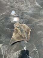 Image of Golden Cownose Ray