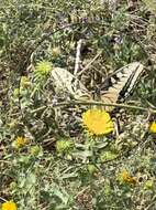 Image of Papilio machaon oregonia W. H. Edwards 1876