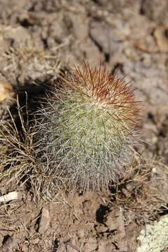 Image of Mammillaria rekoi subsp. rekoi