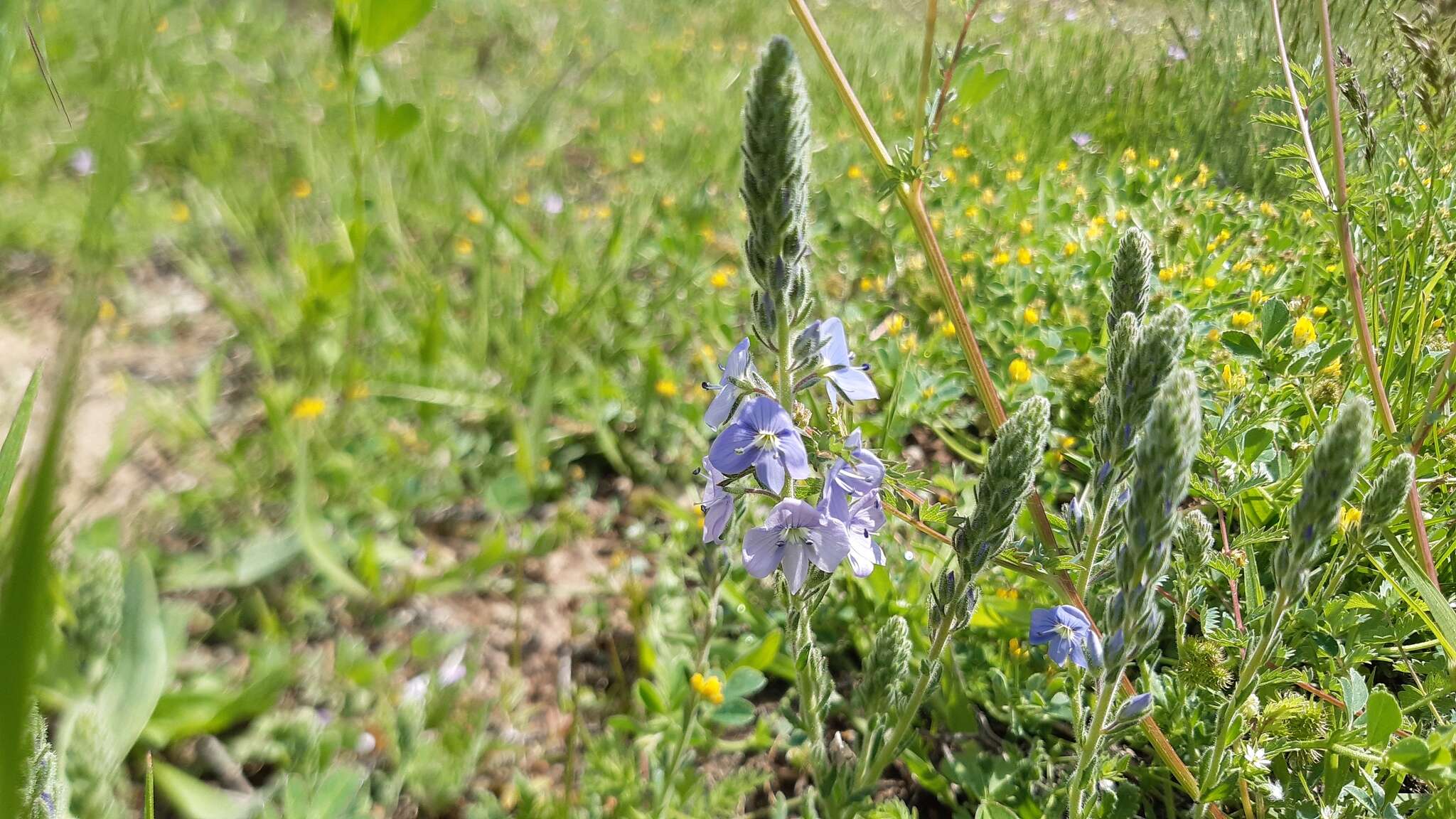 Image of Veronica pectinata L.