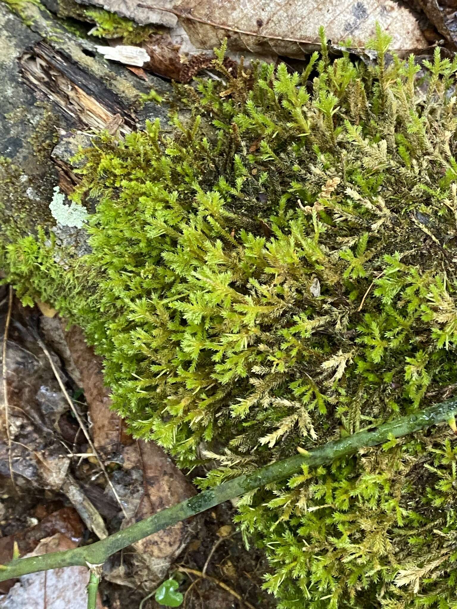 Image of forsstroemia moss