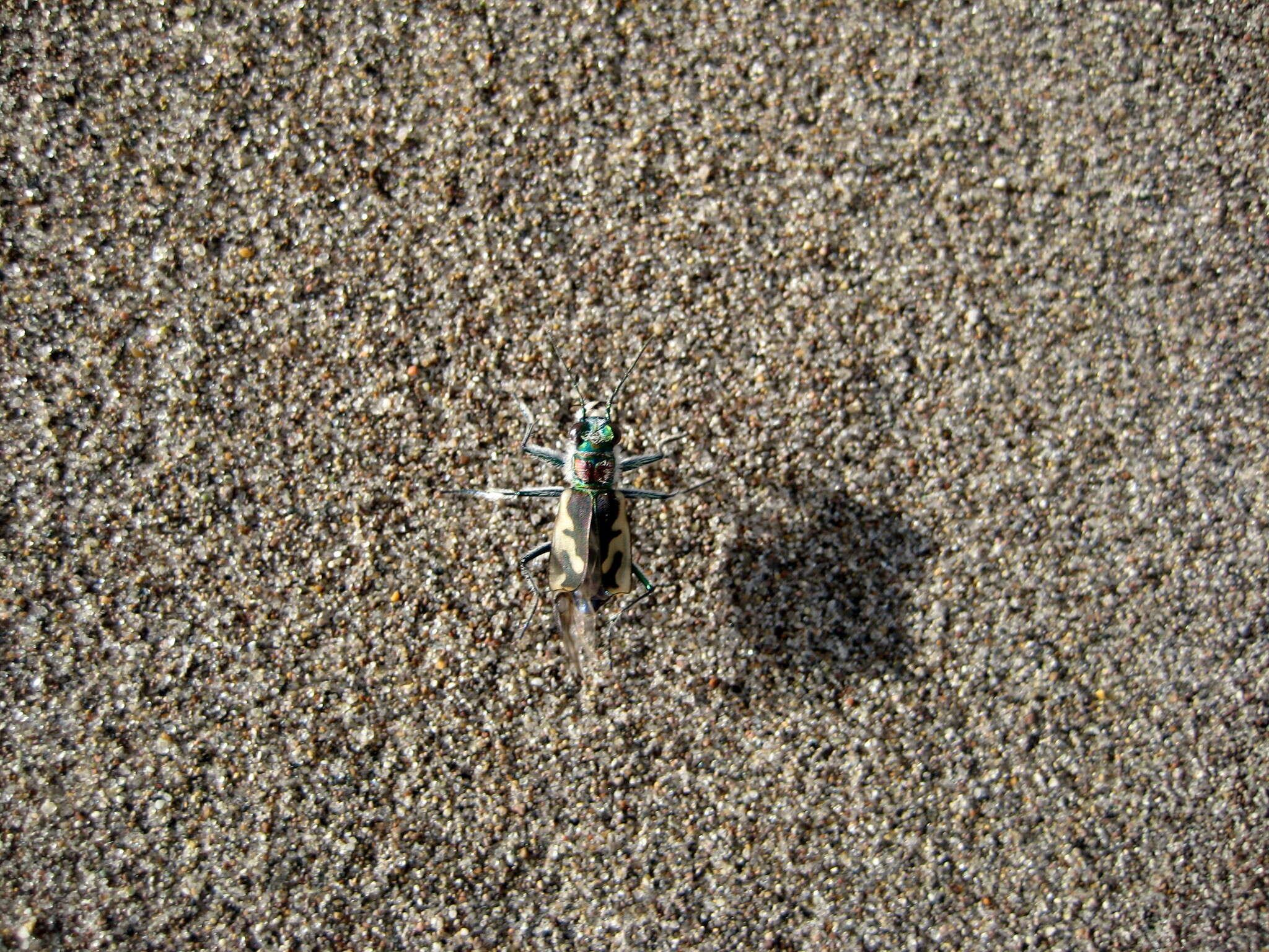 Image of Colorado Dune Tiger Beetle