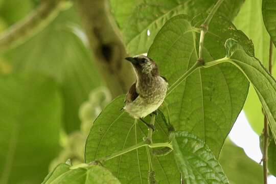 Image of Mottled Flowerpecker